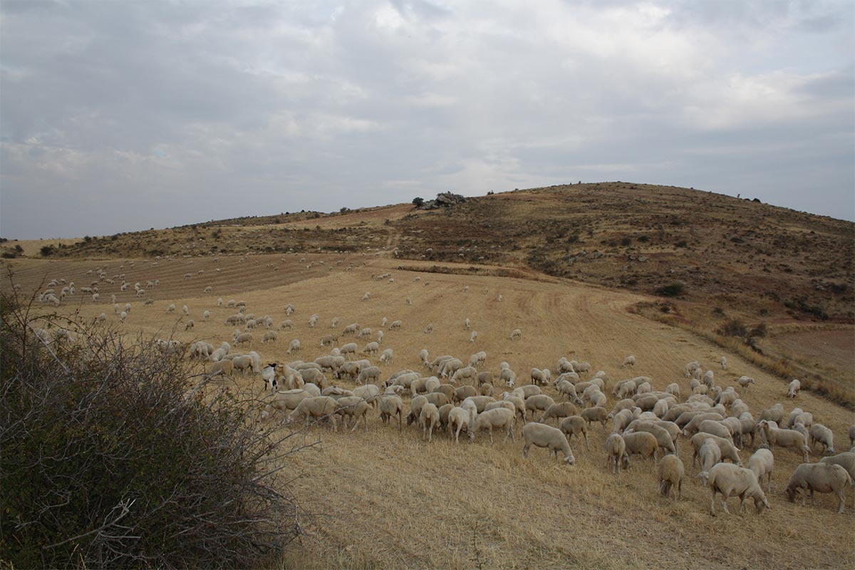 rebaño de ovejas en el campo