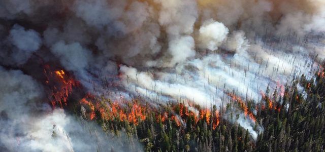 Incendio forestal