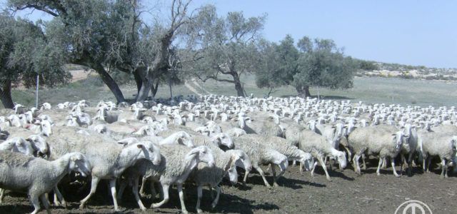 rebaño raza Maellana