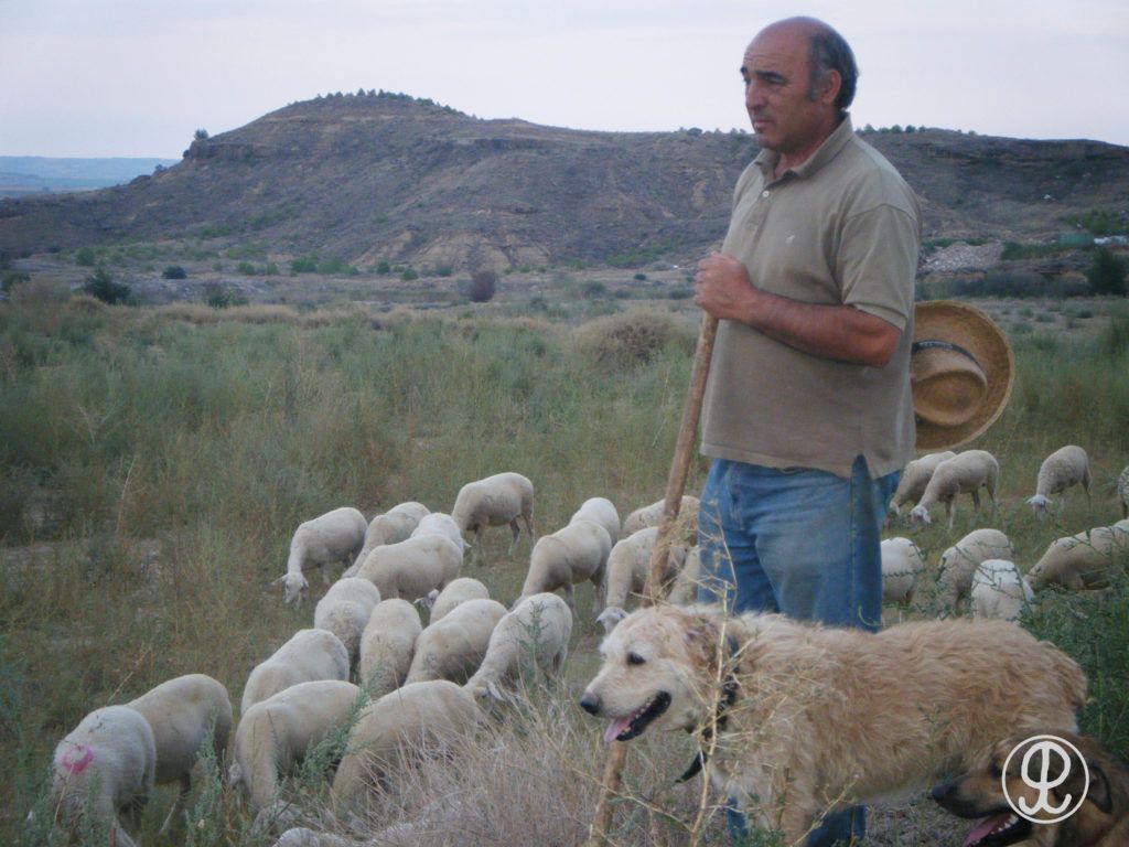 ganaderia ovino Grupo Pastores