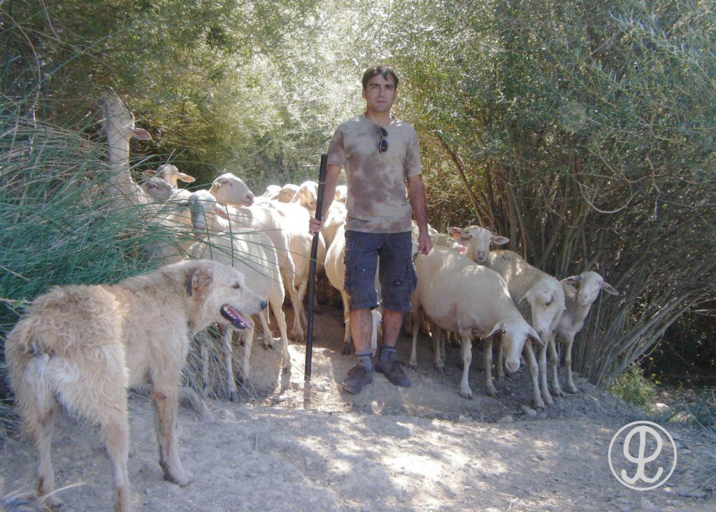 ganaderia ovina Grupo Pastores