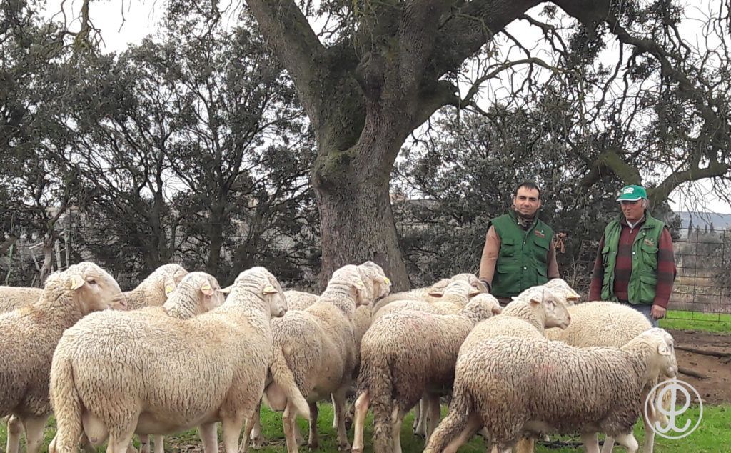 ganaderia ovina Grupo Pastores