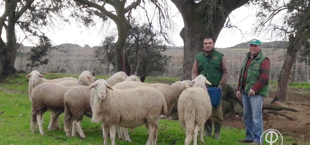 ganaderia ovino Grupo Pastores