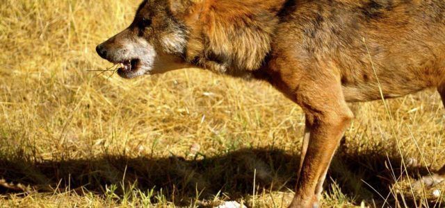 Lobo comiendo una presa